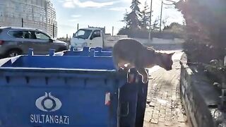 The poor stray cat is so hungry that she screams, hugs my hand and asks for food.