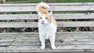 Long whiskered and very friendly orange fluffy street cat.