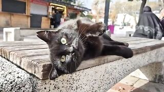 Incredibly cute black stray cat with charming Green eyes.