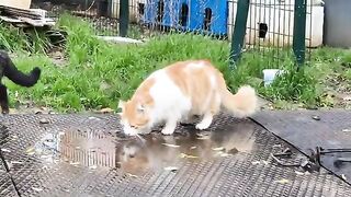 Poor stray cat drinks from rain water.