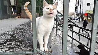 Incredibly cute street cat with gorgeous orange and white colors and yellow eyes.