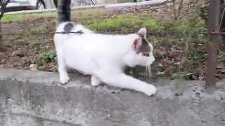 The street cat will steal your heart with its Pink Nose and Silky Fur.