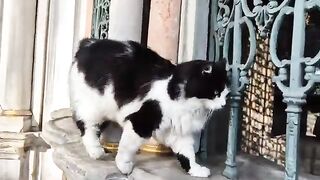 Very cute and playful fluffy tuxedo cat