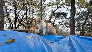 The Orange Cat Family surrounded me and I made them happy with a handful of food.