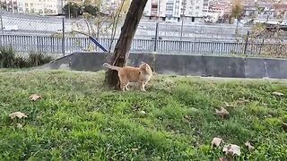 A very handsome orange street cat.