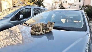 You will be amazed by the cuteness of the homeless tabby cat.