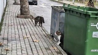 I calmed male cats who were getting ready to Fight by giving them food.