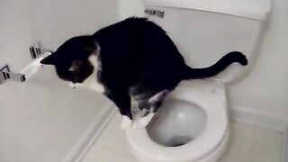 Toilet Cat