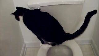 Peeing Cat