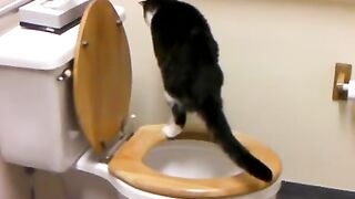 Cat Takes Dump In Public Toilet