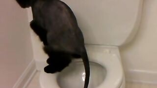 Pooping Cat