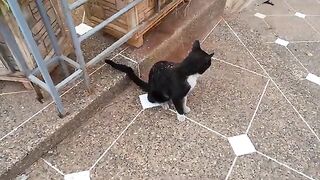 Feeding Stray Cats A Journey to Meet Innocent Souls Nourrir les chat errants avec des âmes innocente