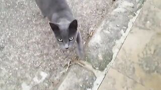 Feed hungry stray cats living in parks and streets