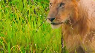 Young Siblings Learn Danger of Wild Buffalo Hunting