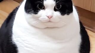 Fat cat