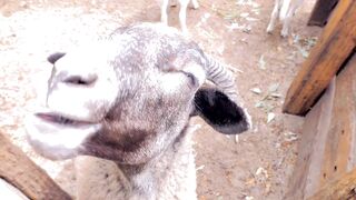 Goats and Sheep Enjoy Grass Granules at Peel Zoo Farm Australia