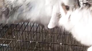 Angora rabbit