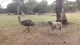 Emu & Sheep Fighting