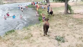 TRILLO. GUADALAJARA ???????? Vacas por el río Tajo.