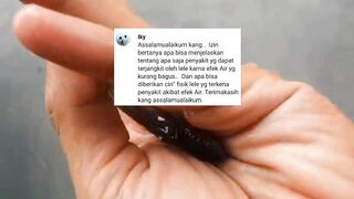 SERANGAN PENYAKIT IKAN LELE AKIBAT KUALITAS AIR KOLAM YANG JELEK