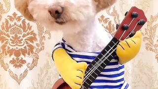 Hilarious Tiny Toy Dog Sings 'You're Not My Mother' to Owner ????????