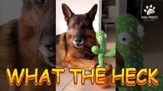 ???? Toy Trouble: German Shepherd's Funniest Playtime Moments! ???? #playfulpets #dogvideos #funnydogs