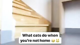 What cats do when you are not at Home