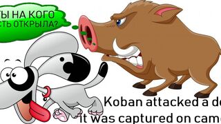 Koban attacked a dog, it was captured on camera