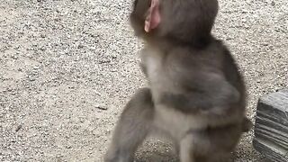 Poor baby monkey no arms playing