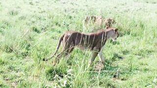 The Queen of The Jungle.