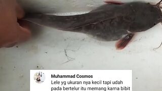 Ikan lele kecil tapi sudah BERTELUR apakah bisa dipijahkan