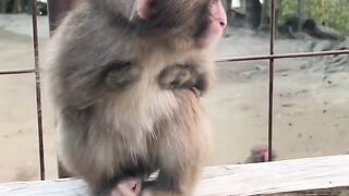 Adorable baby monkey no arms