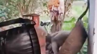 Langurs are causing trouble in a village