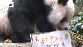 Pandas An An and Ke Ke celebrate their first Christmas in Hong Kong