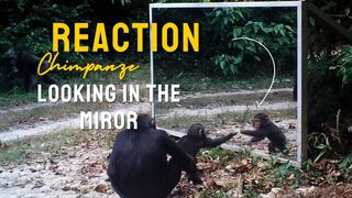 REACTION CHIMPANZEE