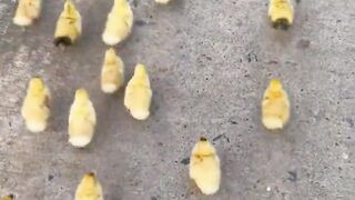 Puppy Runs: Chicks Chase for Ultimate Cuteness!