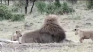 2024 Top animals funny videos scene #comedy #comedyvideos #animalfunnyvideos