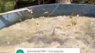 Kalau budidaya ikan lele dikolam BULAT apakah harus pake AERATOR❓