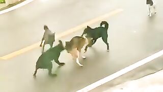 Dogs fight