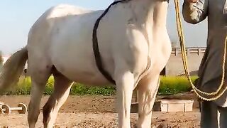 Horse video and beautiful and vlog