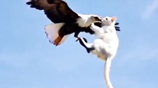 Kucing and eagle