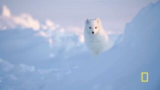 Arctic Fox Love Story.