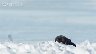 Newborn Muskox s First Day.