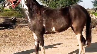 Horse video and beautiful horse