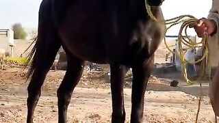 Horse video and beautiful and vlog upload video