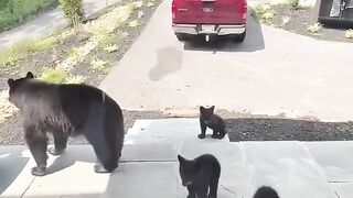 bears being friendly #bear #bears