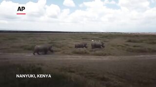 Kenya plans IVF to save rare white rhinos nearing extinction.