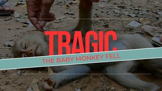 Tragic the baby monkey fell