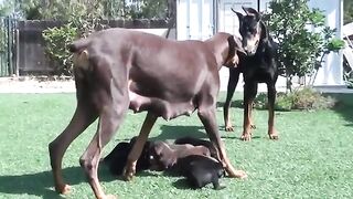 Mother Black Dog & Kids