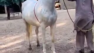 Horse ???? video #horse ka video for sale